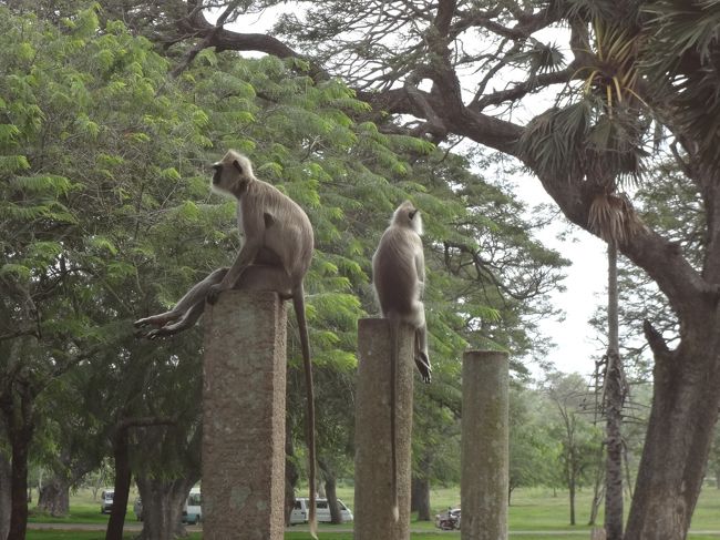 寺のお猿さんも休憩中