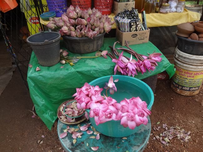 お供えのハスのお花も売られています。<br />この町は、遺跡というより信仰の対象として重要な現役の寺院がある街といったイメージでした。巡礼地みたいな感じ。