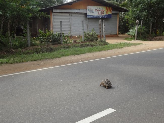遺跡を後にして…カメを発見！<br /><br />今日は、ホテル近くでアユールベーダをやってみることに。<br />Aathreya Ayurvedic Hotel and Spa <br />　ここは、新しくてきれいでよかったです。男性もこちらでは普通に予約しているそうだから、男性もやってみるといいかも。<br />