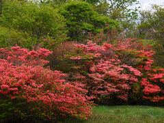 渡り切り少し歩くと、お目当ての八幡のつつじ群落に入った。この辺りは南の群落のようだ。開花状況では5分咲き程度と言うことだったが、結構咲いている。
