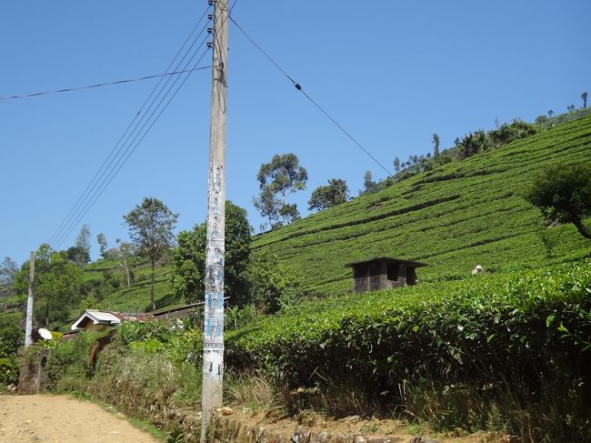 茶畑が見えてきた！
