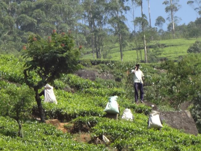 働いている人は、タミル人。イギリスがお茶のプランテーション作った時にインドから連れてきた人たちの末裔にあたるらしい。大多数のシンハラ人よりちょっと肌の色が濃いそう。