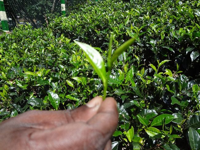 やわらかい若い葉