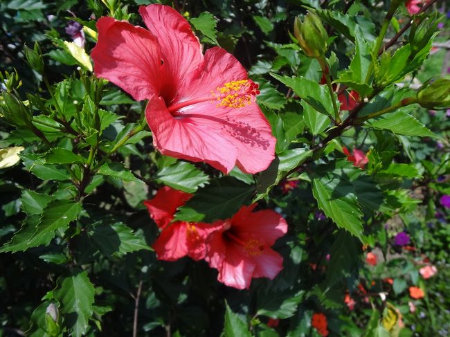 ティールームの周りはきれいにお花が植えてあります。