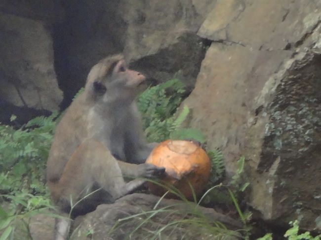 猿も滝を見上げます。