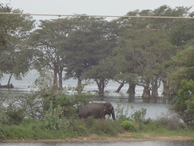 山を下って国立公園内の道を通ってゴールへ。途中川の中州に象が！！