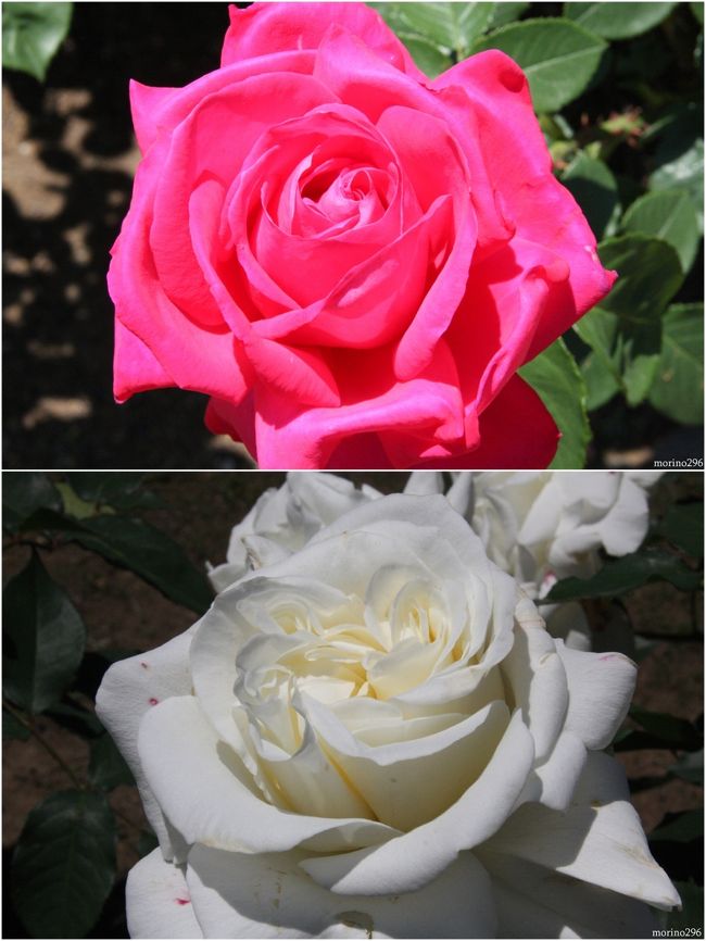 田村一「薔薇」 切り花品種のバラ｜園芸日記byノンナ@JP｜みんなの趣味の園芸