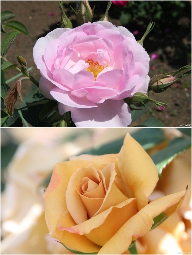 バラの香りに包まれて 大船植物園 14春 鎌倉 神奈川県 の旅行記 ブログ By Morino296さん フォートラベル