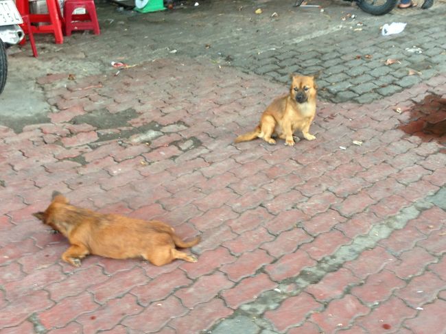 やっぱアジアの街には欠かせない<br />野良犬。<br />昨年のハノイ編でも述べましたが<br />入国の際の提出書類がありません。<br />他国にも広がってほしいです。<br /><br />