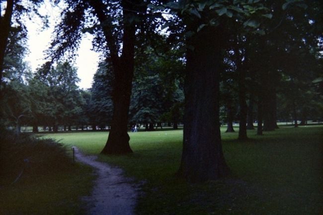 なのに・・・またこんなもの映して・・・・・・森です。<br />ノルウェーの・・・・。