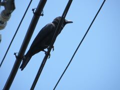 石垣島のカラス
見た感じでは東京のカラスと
同じに見えます

亜種オサハシブトガラスかなあ？
