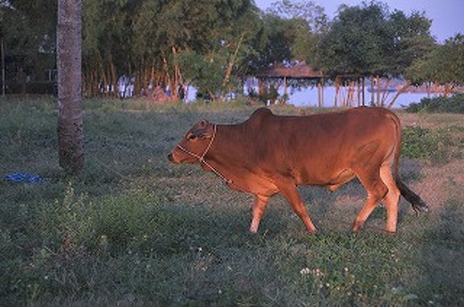 川べりより入るとこんな風景も見られます。<br /><br />知らない素敵な風景を見つけた感じでベトナムの<br />違った時間を見ました。」<br />　