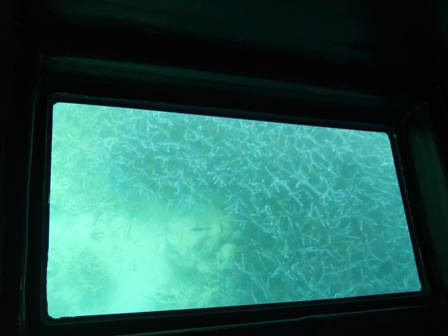 運が良いとマグロの大群も見れるとか？<br /><br />