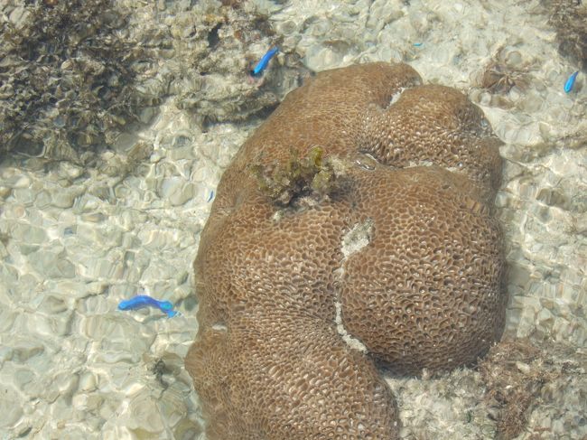 干潮だったので足だけ入ってゴーグルでのぞいてみます。<br />意外と珊瑚やお魚さんも見れました♪