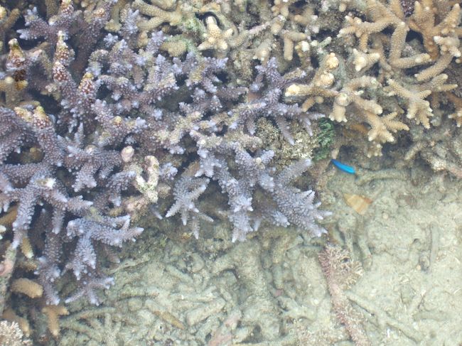 青い珊瑚も綺麗。