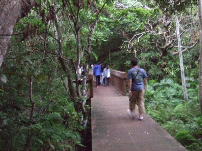 日没後３０分以内が見ごろなので急いで向かいます。<br /><br />電灯もない暗い道を歩くので帰りは大変です。<br />懐中電灯か携帯電話の灯りが必要！