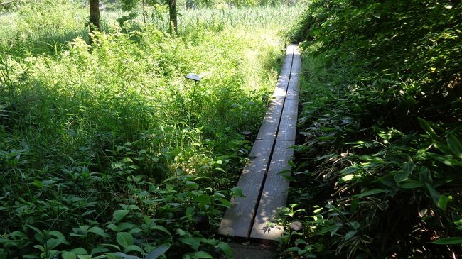 館林のおてんば 群馬県館林市・緑とタヌキとカキツバタ』館林(群馬県)の旅行記