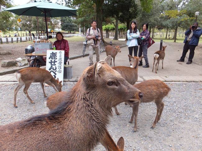 東大寺の近くには鹿がたくさんいて、鹿せんべいもいろんな所で売っています。<br /><br />この鹿せんべい、売り物としてお店の人が持っている物は狙われないのに、買った途端に鹿たちに猛烈な勢いで頂戴攻撃をされます。<br /><br />なのでせんべいを買ったら速やかに売店から離れて移動しながら鹿にあげなくてはいけません。立ち止まったら最後、周りを鹿に囲まれて服をかまれます。<br /><br />友達はそんな鹿たちの姿にビックリして泣きそうな顔して追いかけられていました。