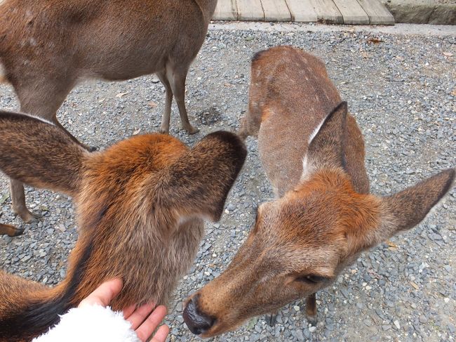 せんべいをあげ終わると鹿はすぐに興味をなくしてしまいます。<br />現金なヤツめ…。