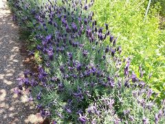 そのあとは早速レッスン3

「お花やイキモノを感じちゃえ!」

ここのお庭は
見事なイングリッシュガーデンなんです。