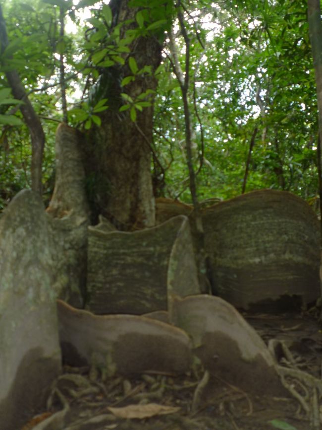 カヤックを岸につけ滝の上までトレッキング。<br /><br />途中、途中でガイドさんが西表島ならではの自然や動物の説明などしてくれる。<br /><br />これは板根（ばんこん）と言って熱帯雨林ではよく見られる根っこの状態のこと。<br />表土が浅く地中深くまで根を伸ばすことができないので、大木は根を板のようにして自らを支えるのだそうだ。