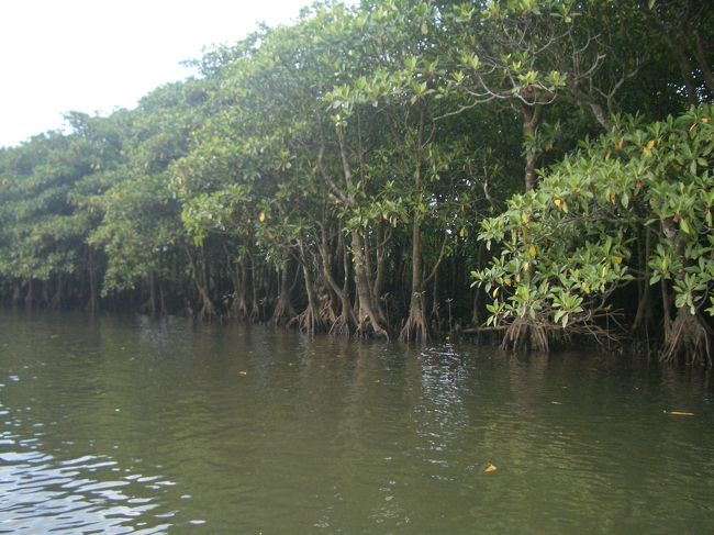 周りはマングローブが延々と続いている。