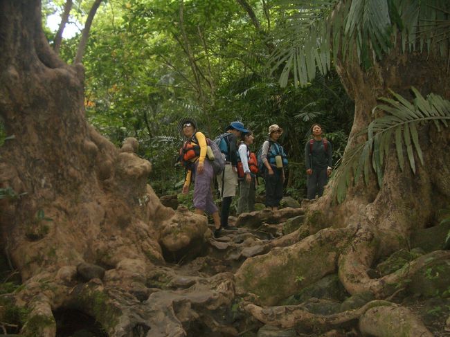 ジャングルらしく木々も大きい。