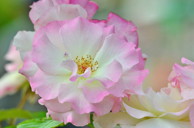 14 花フェスタ記念公園 6 薔薇 さつき展とフラダンス 可児 岐阜県 の旅行記 ブログ By 風に吹かれて旅人さん フォートラベル