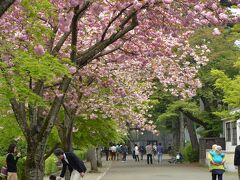 桜並木ですね