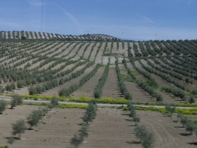 ず〜と広がるオリーブの畑