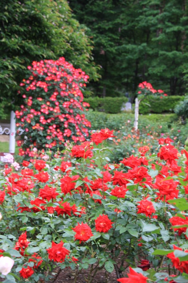 岩手 花巻温泉バラ園へ 花巻 岩手県 の旅行記 ブログ By Mintさん フォートラベル 岩手 花巻温泉バラ園へ 花巻 岩手県 の旅行記 ブログ By Mintさん フォートラベル