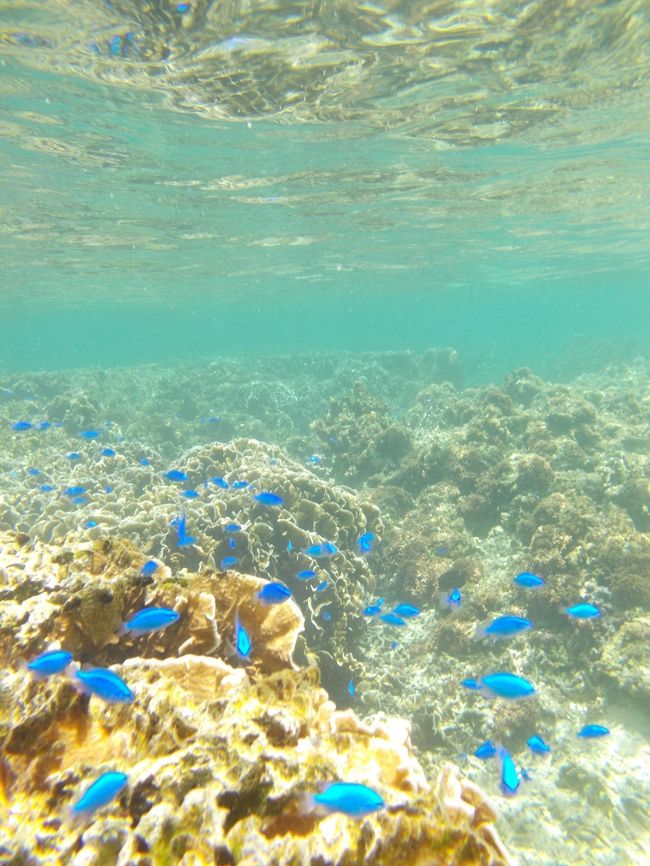 浅瀬にサンゴとお魚がいっぱい<br />本当にきれいです