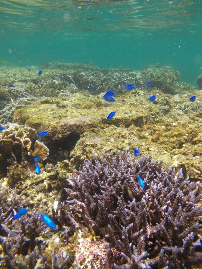 食事の後はまた泳ぎました。<br />お魚がたくさんいたけど上手に魚を写真で<br />撮るのって難しいです。