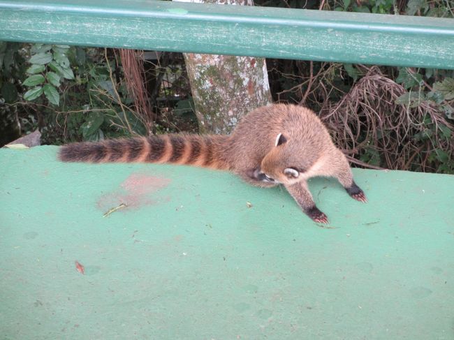 　<br /><br />　ハナグマなどの人に慣れた動物がいました。