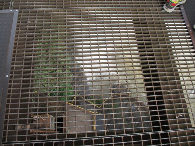 　エレベーターで上の階に行きました。<br />下を見ると金網なので足元が見えます。