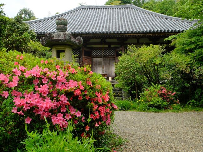 花のお寺で有名みたいですね。<br />３月くらいに咲くレンギョウがいいらしいです。朝鮮レンギョウと中国レンギョウがあるとか。あちこちでみかけるのは朝鮮レンギョウで、ほっといても繁殖するそうです。中国レンギョウはデリケートで、ここではこちらの繁殖に力を入れているとか。こんどはその時期に来てみようっと。