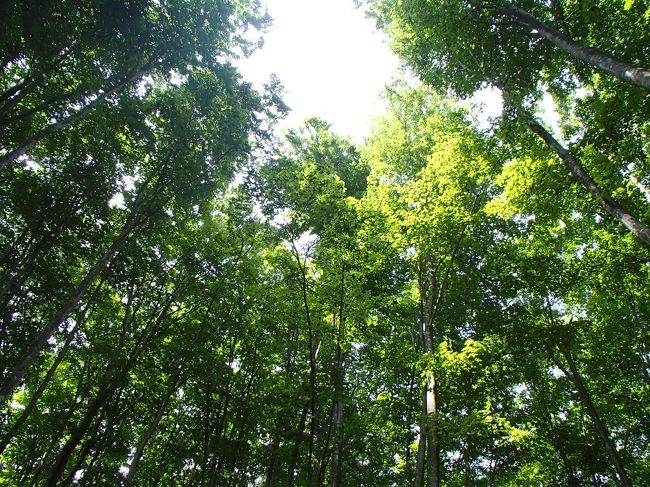 美人林<br />　　マイナスイオンあふれるブナ林