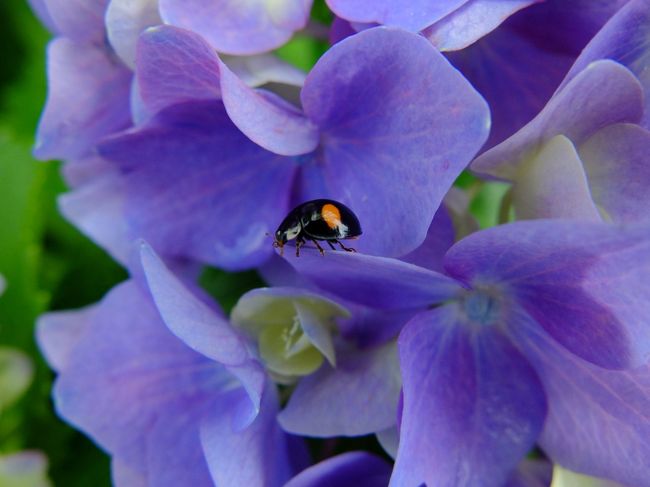 お隣の法華寺に向かいます。門の前にあじさいがさいていましたが、よーくみると小さなお客さんが。
