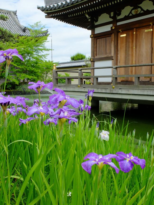 花もきれいです。