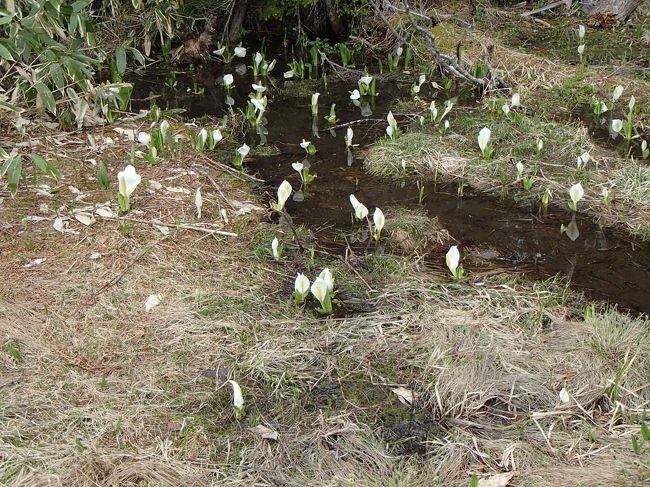 初めて　水芭蕉に会いました。