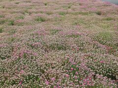 道の駅さるふつ公園の花壇