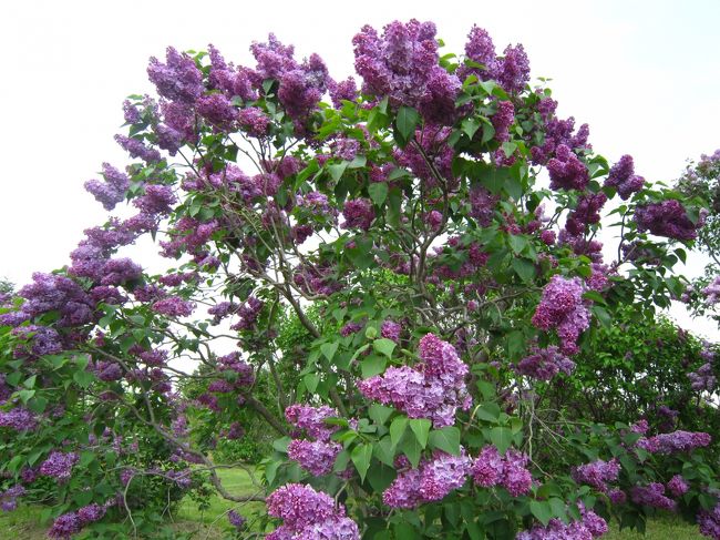 青空に映えるライラックですが、今日は残念ですね。。。<br />