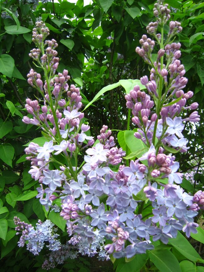 幸せを呼ぶ花として市民に愛され続けるライラック。。。<br />初夏の訪れを告げる花の香りが、爽やかな風とともに札幌の街を包み込むのです♪