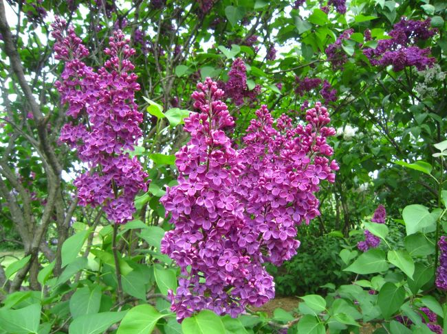 でも、札幌の木に指定されているライラックはかわいらしくもあり、よく見ると気品もあり。。。