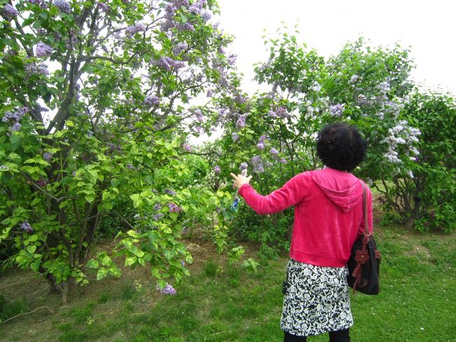 四国は香川から遥々やってきた北海道大好きかずちゃんママ♪<br />じっくりライラックを観察中〜<br />