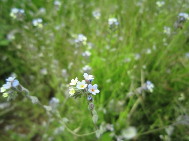 何気ない雑草も(キュウリ草？)ここではステキな花に♪　２〜3ｍｍくらいの小さな花です。<br />