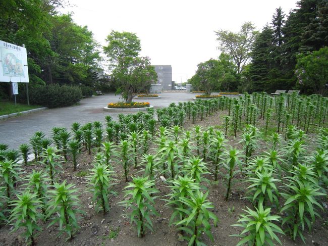 ランチを終え、次に向かったのは北区≪百合ヶ原公園≫<br />肝心の百合は6月半ばからなので、まだまだですね。