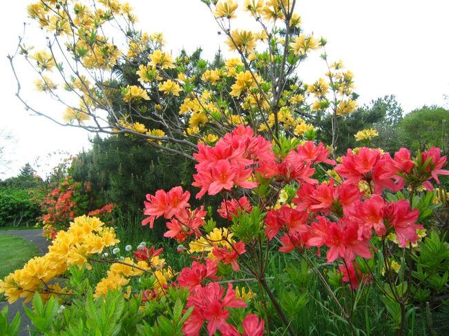 ツツジがキレイです〜♪