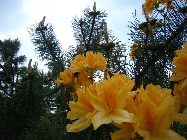 近くで見るとツツジもなかなかモダンだわ♪