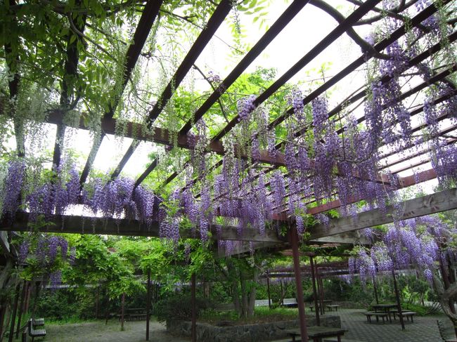 エリア内には藤棚もありました♪